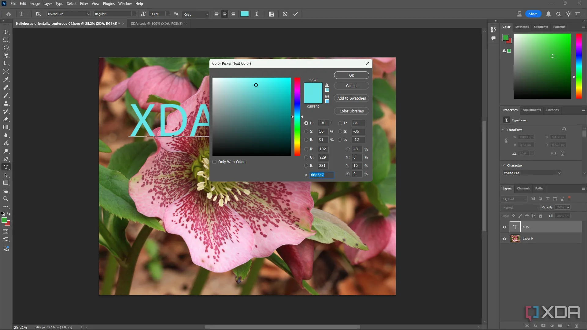 Giao diện Adobe Photoshop với bông hoa hồng và các công cụ chỉnh sửa văn bản